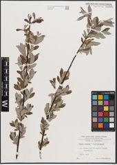 Foto von Salix caprea L. x Salix eleagnos Scop.